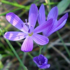 Geissorhiza ramosa (Geissorhiza montana) - Branching Satin - 5 Seed Pack