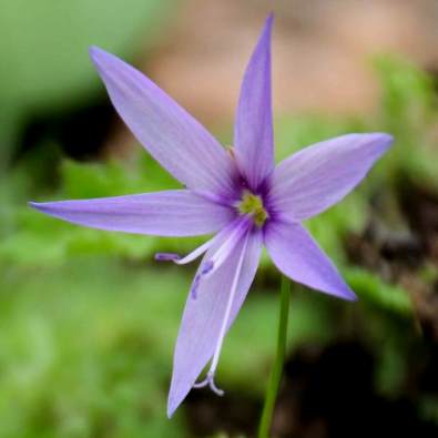 Geissorhiza reclinata - 5 Seed Pack