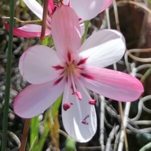 Geissorhiza roseoalba (Engysiphon roseoalbus) - 5 Seed Pack