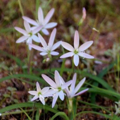 Geissorhiza saxicola - 5 Seed Pack