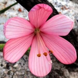 Geissorhiza schinzii (Engysiphon schinzii) - Sticky Satin - 5 Seed Pack