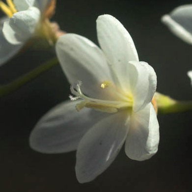Geissorhiza scillaris (Geissorhiza juncea var. pallidiflora) - 5 Seed Pack