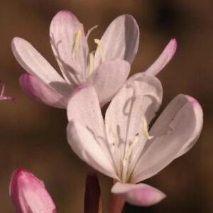 Geissorhiza silenoides - 5 Seed Pack