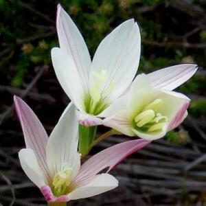 Geissorhiza similis - 5 Seed Pack