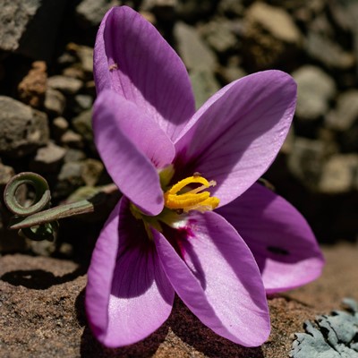 Geissorhiza spiralis (Romulea spiralis) - Spiral Satin - 5 Seed Pack
