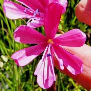 Geissorhiza stenosiphon - 5 Seed Pack