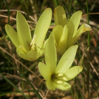 Geissorhiza sufflava - 5 Seed Pack