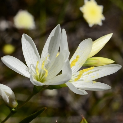 Geissorhiza sulphurascens - 5 Seed Pack