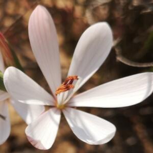 Geissorhiza tenella (Engysiphon roseus) - Star Satin - 5 Seed Pack