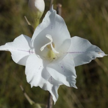 Gladiolus albens (Gladiolus maculatus subsp. eburneus) - 5 Seed Pack
