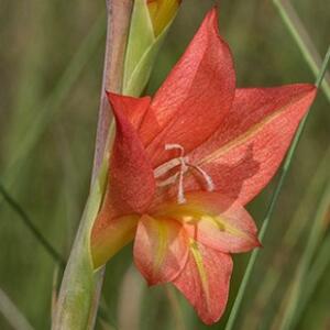 Gladiolus antholyzoides (Antholyza laxiflora) - 5 Seed Pack