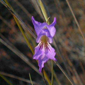 Gladiolus atropictus - 5 Seed Pack