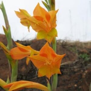 Gladiolus aurantiacus - 5 Seed Pack