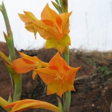 Gladiolus aurantiacus - 5 Seed Pack