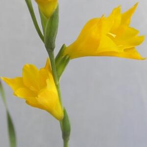 Gladiolus aureus (Homoglossum aureum) - Golden Gladiolus - 5 Seed Pack