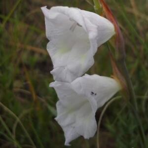 Gladiolus calcaratus - 5 Seed Pack