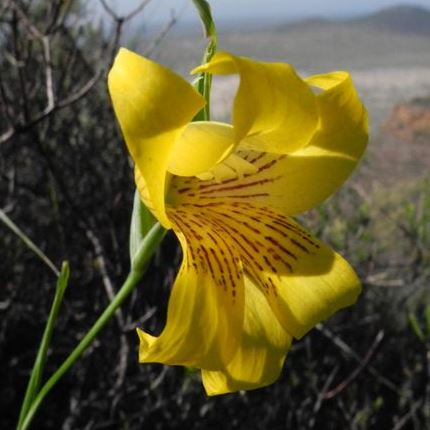 Gladiolus comptonii - 5 Seed Pack