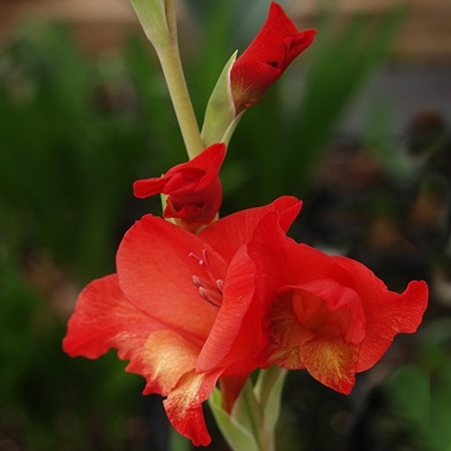 Gladiolus cruentus - Rooiswaardlelie - 5 Seed Pack