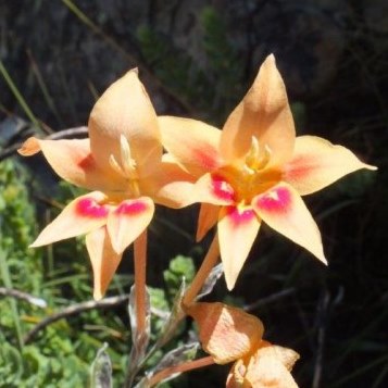 Gladiolus cylindraceus - 5 Seed Pack