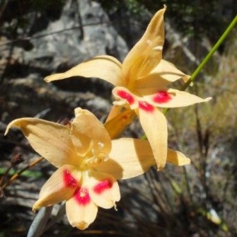 Gladiolus cylindraceus - 5 Seed Pack - Image 2