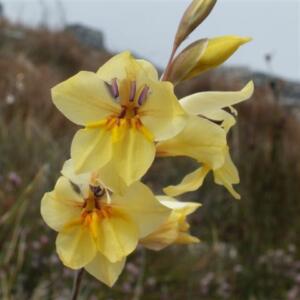 Gladiolus delpierrei - 5 Seed Pack