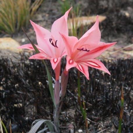 Gladiolus dolichosiphon - 5 Seed Pack