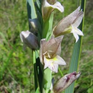 Gladiolus elliotii - 5 Seed Pack
