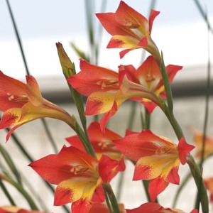 Gladiolus huttonii (Homoglossum hollandii, Homoglossum hollandii var. hollandii, Homoglossum hollandii var. zitzikammense, Homoglossum huttonii) - Eastern Cape Flame - 5 Seed Pack