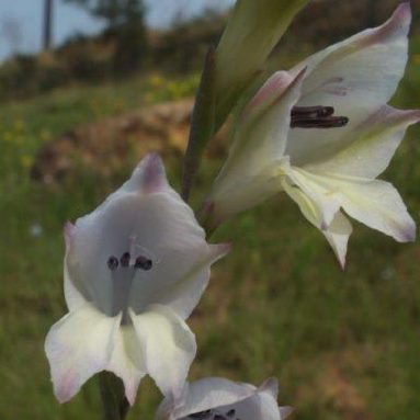 Gladiolus inandensis (Gladiolus microphyllus, Gladiolus microsiphon, Gladiolus permeabilis var. wilsonii, Gladiolus stenophyllus, Tritonia teretifolia) - 5 Seed Pack