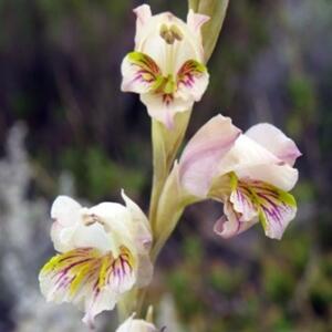 Gladiolus jonquilliodorus - Geelpypie, Ruikpypie - 5 Seed Pack