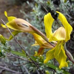 Gladiolus karooicus - 5 Seed Pack