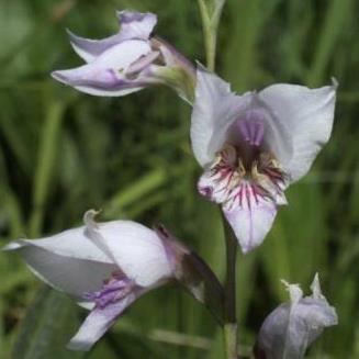 Gladiolus loteniensis - Loteni Gladiolus - 5 Seed Pack