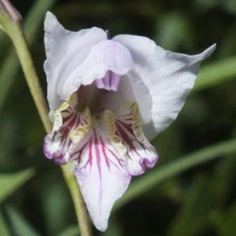 Gladiolus loteniensis - Loteni Gladiolus - 5 Seed Pack - Image 2