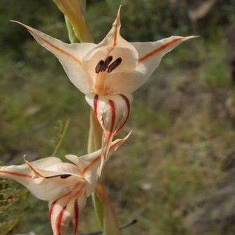 Gladiolus macneilii - 5 Seed Pack