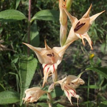 Gladiolus macneilii - 5 Seed Pack - Image 2