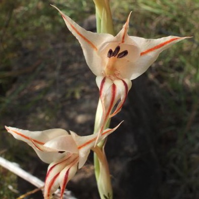 Gladiolus macneilii - 5 Seed Pack - Image 3