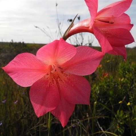 Gladiolus meridionalis (Gladiolus maculatus subsp. meridionalis) - 5 Seed Pack