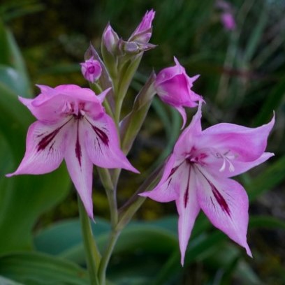 Gladiolus microcarpus - 5 Seed Pack