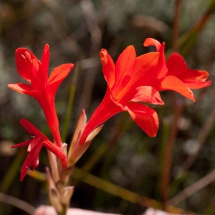 Gladiolus nerineoides - 5 Seed Pack