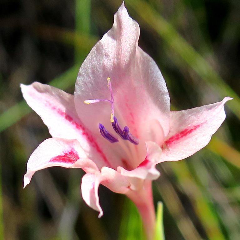 Gladiolus nigromontanus - 5 Seed Pack