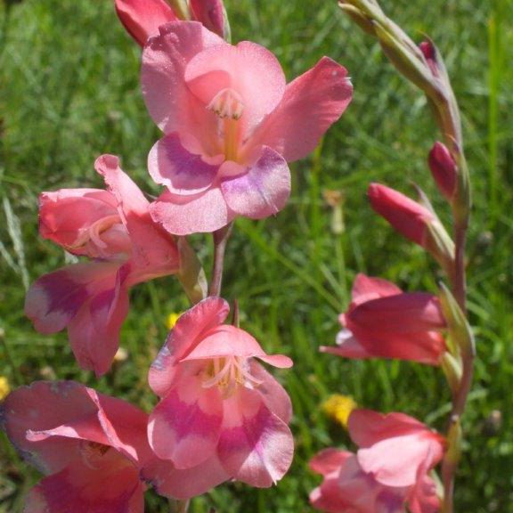 Gladiolus paludosus - 5 Seed Pack