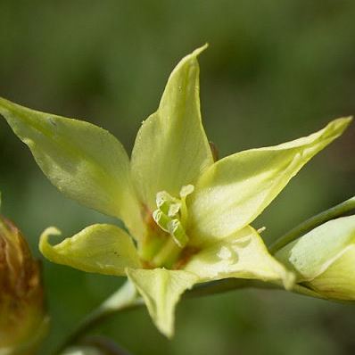 Gladiolus pubigerus (Gladiolus pubescens, Gladiolus pugioniformis) - 5 Seed Pack