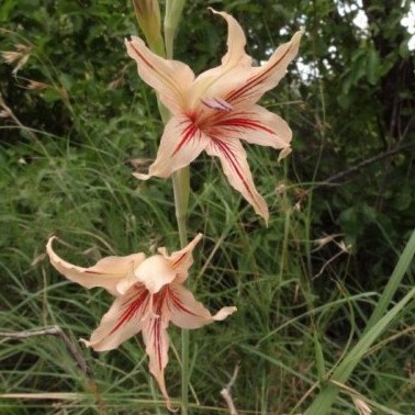 Gladiolus reginae - 5 Seed Pack - Image 2