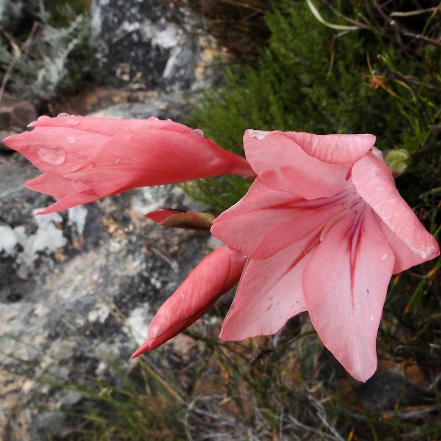 Gladiolus rhodanthus - 5 Seed Pack