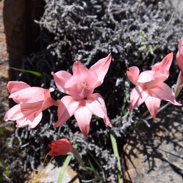 Gladiolus rhodanthus - 5 Seed Pack - Image 2