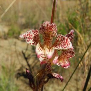 Gladiolus rufomarginatus (Gladiolus marginatus) - 5 Seed Pack - Image 2