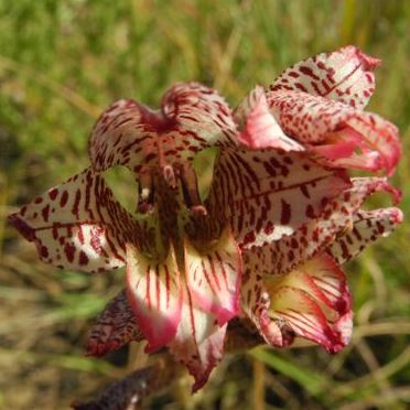 Gladiolus rufomarginatus (Gladiolus marginatus) - 5 Seed Pack