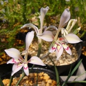 Gladiolus salteri - 5 Seed Pack - Image 2