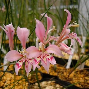 Gladiolus salteri - 5 Seed Pack - Image 3