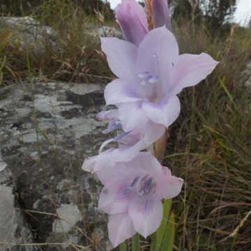 Gladiolus saxatilis (Gladiolus lithicola) - 5 Seed Pack - Image 3